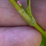 Persicaria minor Rinde