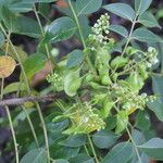 Ateleia herbert-smithii Blüte