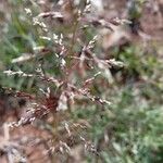 Sporobolus stapfianus Flower