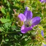 Geranium sylvaticumBlomst