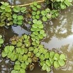 Salvinia natans Leaf