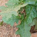 Solanum macrocarpon Blatt