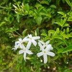 Jasminum azoricum Floare