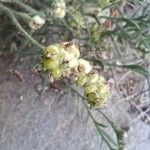 Heliotropium bacciferum Fruit