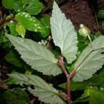 Begonia semiovata