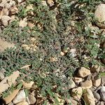 Euphorbia prostrata Natur