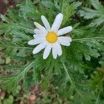 Argyranthemum broussonetiiFlor