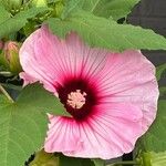 Hibiscus moscheutosFlower