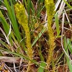 Selaginella selaginoides Hábitos