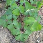 Aquilegia nigricans Leaf