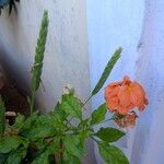 Crossandra infundibuliformis花