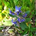 Borago officinalisΛουλούδι