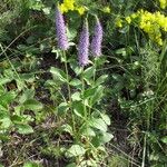 Veronica orchidea Flower