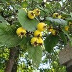 Crataegus submollis Плод