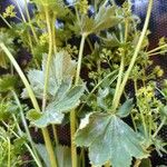 Alchemilla fissa Листок