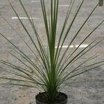 Cordyline indivisa অভ্যাস