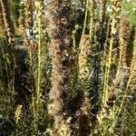Liatris pycnostachya Fruto