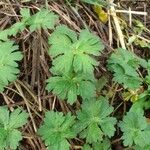 Geranium carolinianum Лист