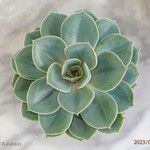 Echeveria secundaBlatt