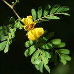 Chamaecrista glandulosa Прочее