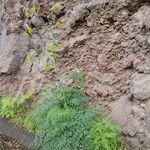 Ferula latipinna Hábito