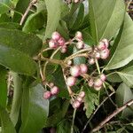 Dendropanax arboreus Fruto