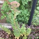 Hylotelephium telephium Likasa