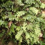 Arthropteris palisotii Habit