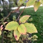 Cornus racemosa Leaf