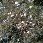 Eriogonum nudum Habitat