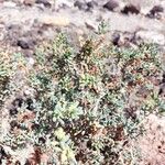 Gymnocarpos decander Hoja