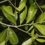 Sideroxylon obtusifolium Leaf