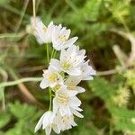 Allium massaessylum Blomst