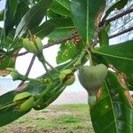 Barringtonia asiatica Fruit