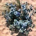 Eryngium maritimum Blad