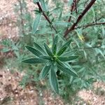 Bassia hyssopifolia 叶