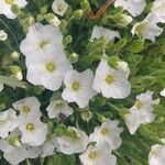 Arenaria montana Květ