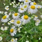 Erigeron strigosus Цвят