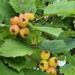 Crataegus coccinea ഫലം