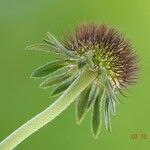 Scabiosa lucida Fruit