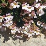Chaenorhinum origanifolium 花