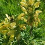 Pedicularis ascendens Flower