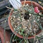 Ephedra intermedia Leaf