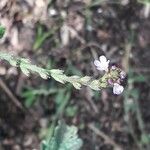 Verbena lasiostachys പുഷ്പം