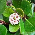 Rhaphiolepis umbellata Blüte