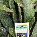 Consolea rubescens Hoja