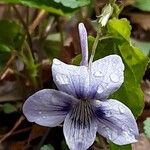 Viola rostrata Flower