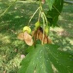 Acer heldreichii Fruit