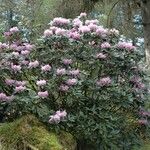 Rhododendron balfourianum Συνήθη χαρακτηριστικά