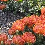 Leucospermum cordifolium Květ